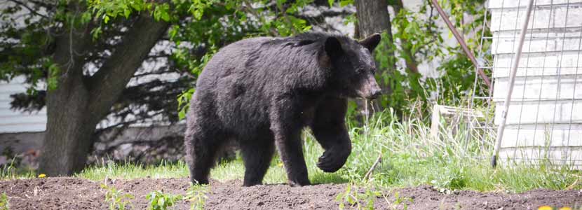 A black bear walks between houses.