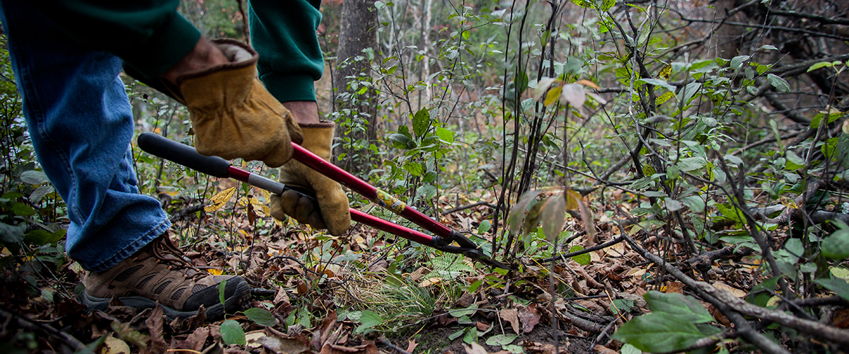 A man cuts an invasive plant with clippers