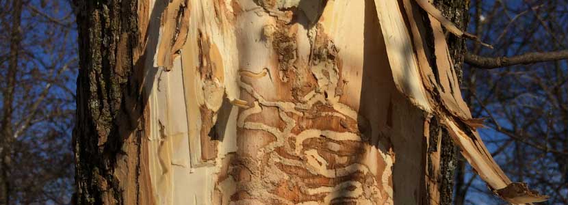 Bark has been cut from an ash tree, exposing s-shaped tunnels caused by emerald ash borers.