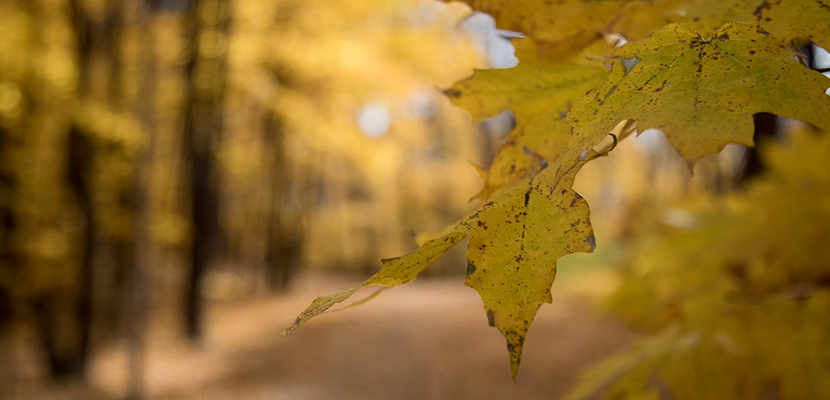Close-up of a yellow leaf with a blurred background of a trail in autumn.