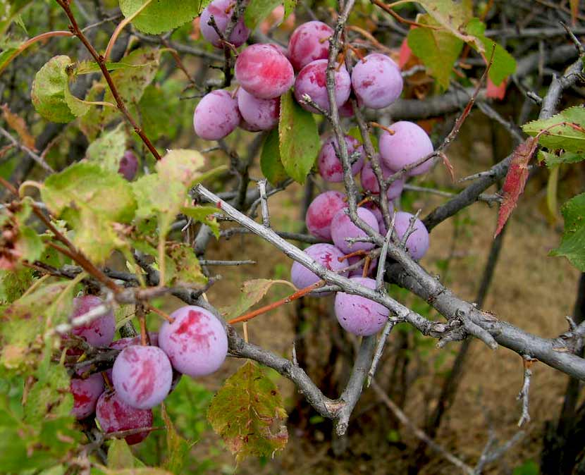 A cluster of purple plums hangs from the branch of an American plum tree.