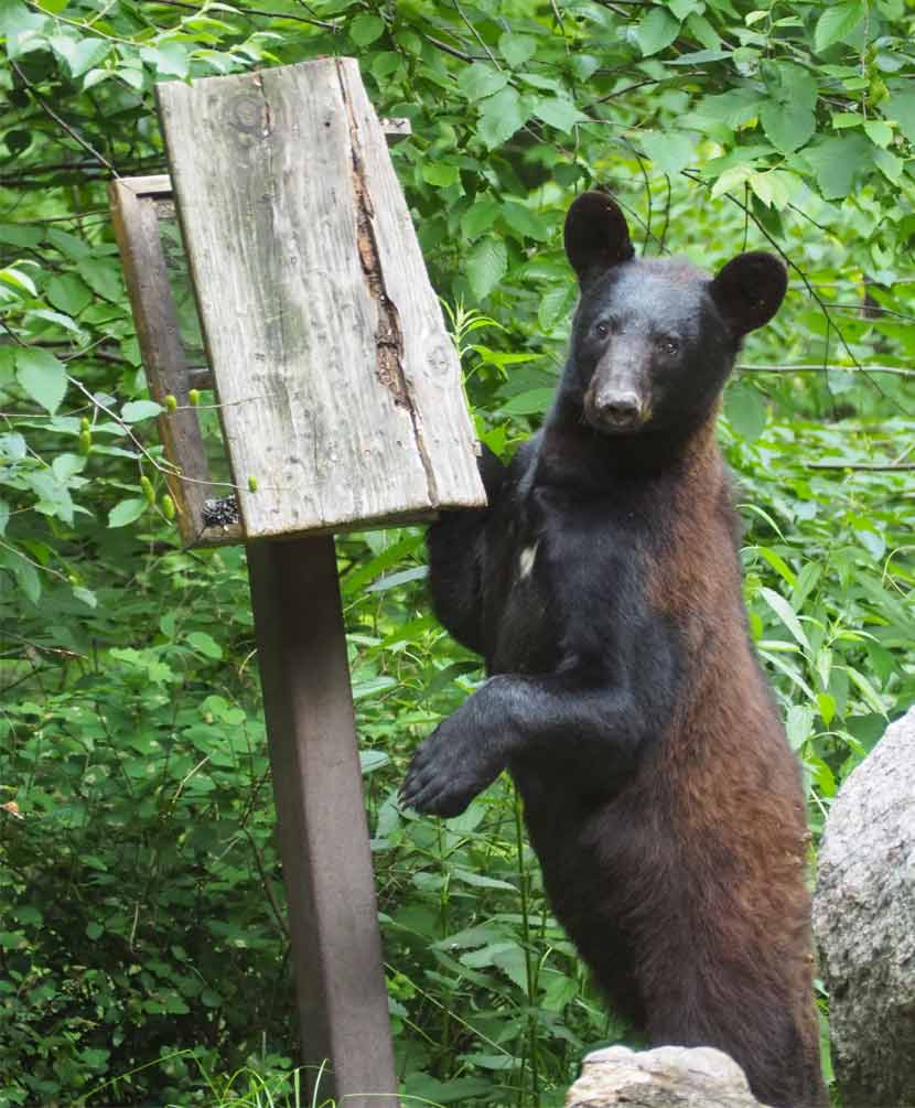 A young black bear stands next to a wooden bird feeder it has just tipped over.