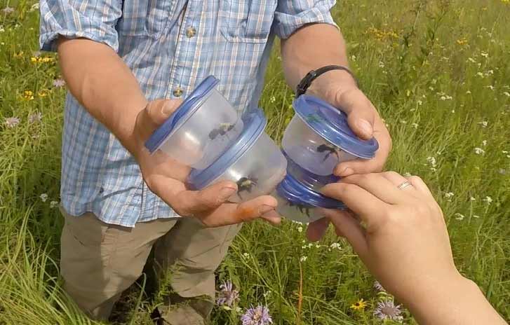 A bee surveyor carries a handful of bumble bees in small plastic containers.