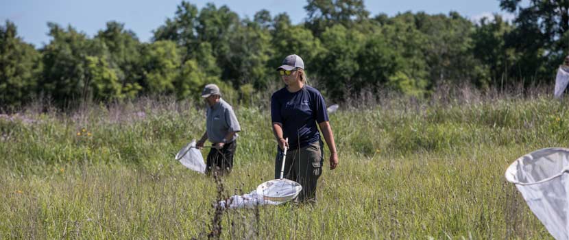 Three Rivers employees walk through the prairie with nets, looking for regal fritillary butterflies.
