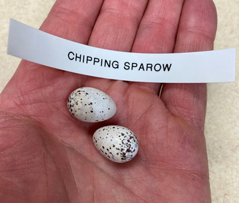 A hand holds a chipping sparrow egg.
