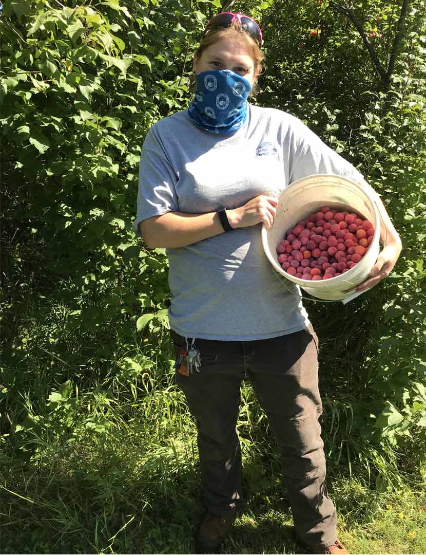 A Three Rivers employee collects American plums in a bucket for propagation. 
