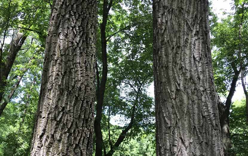 Two mature cottonwood trees stand next to each other. Their bark is dark colored with many ridges.