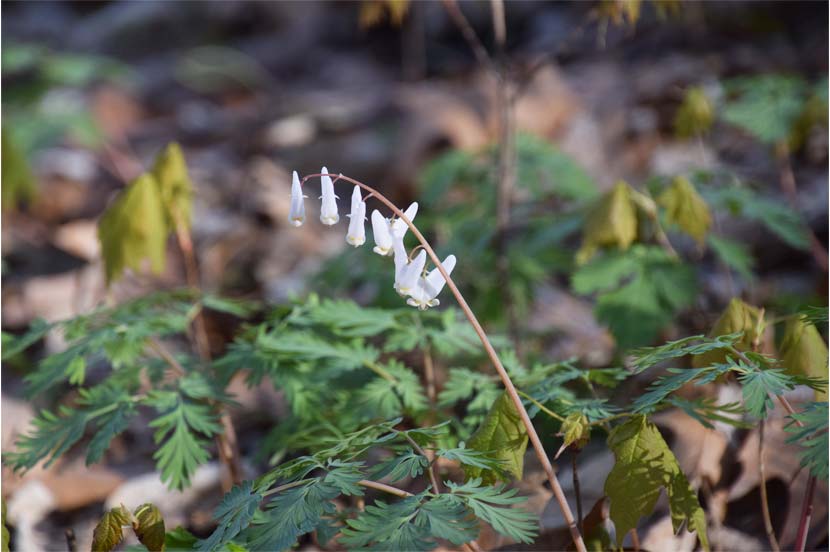 Small white v-shaped flowers dangle from the stem of a woodland plant.