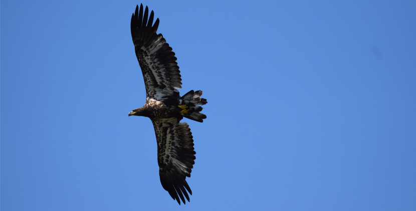 A juvenile bald eagle that does not yet have it's white head and tail soars through the sky.