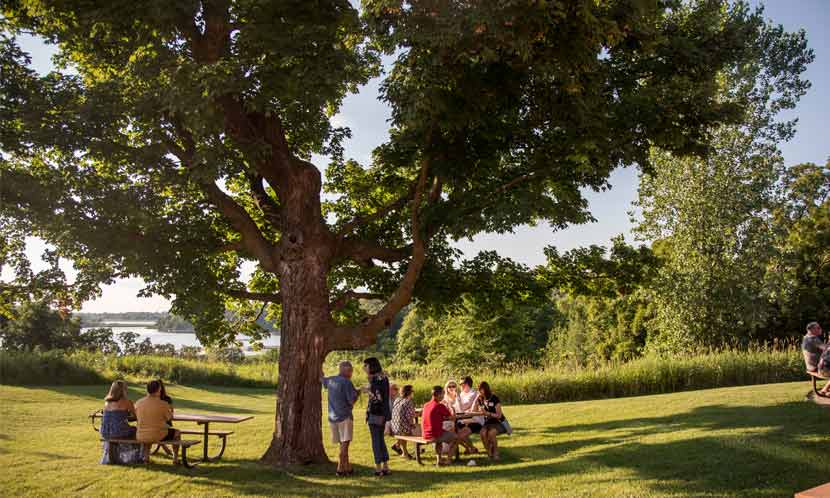 A group of people gather at a picnic table under a tree. 
