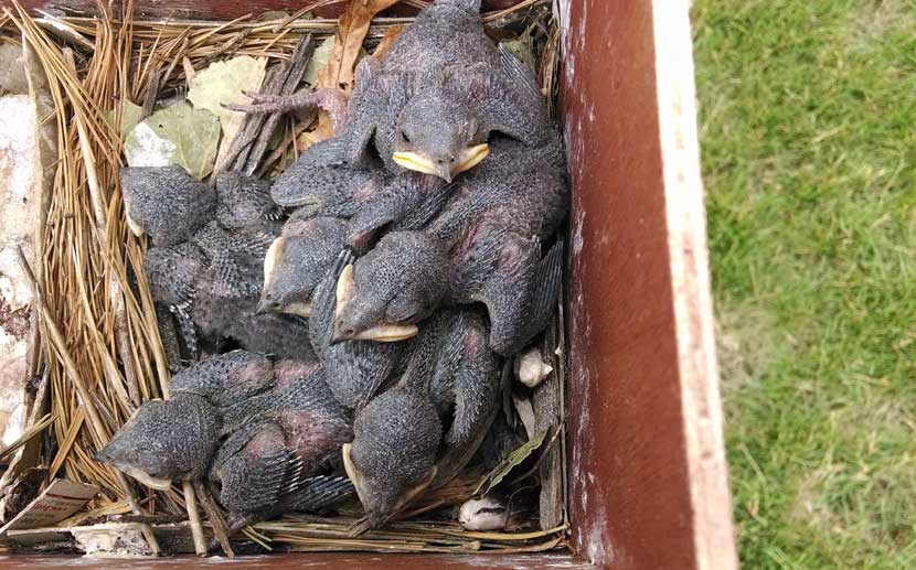 Several purple martin chicks lay in a box together.