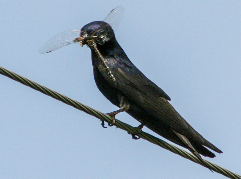 A purple martin holds a dragonfly in its mouth.