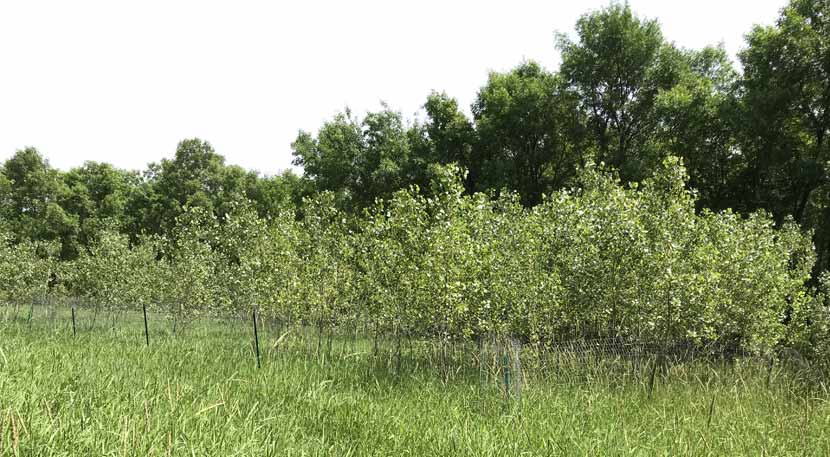 A stand of small cottonwood trees were planted in a park along the Mississippi River.