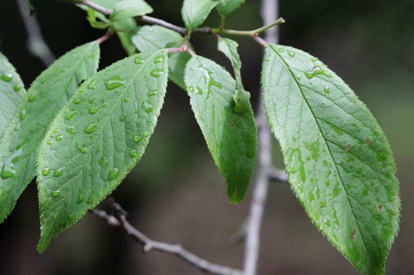 Long, fine-toothed leaves of an American plum tree are wet after a rain.