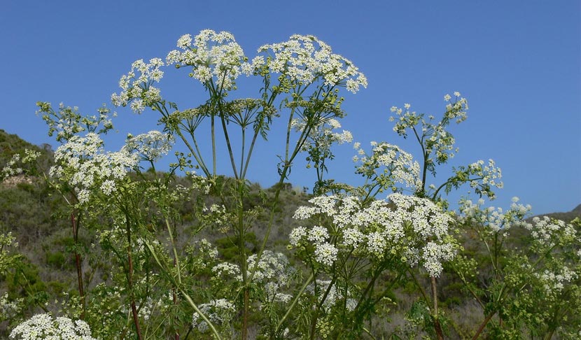 White clusters of flowers grow on a poison hemlock plant.