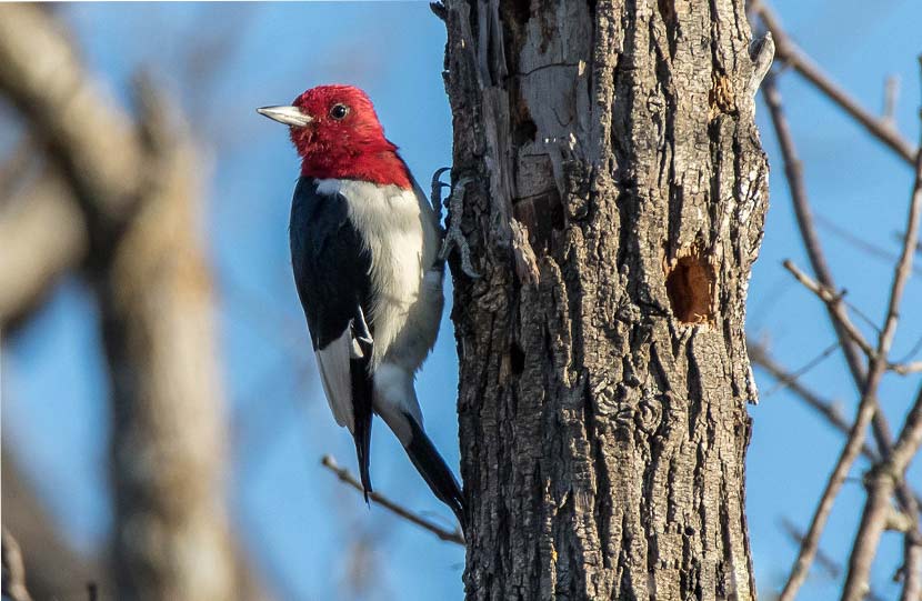 A red-headed woodpecker clings to the side of a tree.