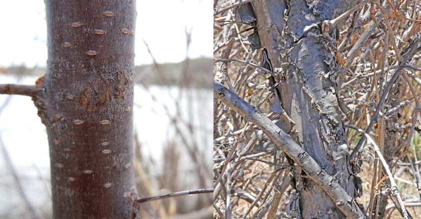 Two images of American plum bark are side by side. On the left is smooth bark of younger tree; on the right is rough, curling bark of an older tree.