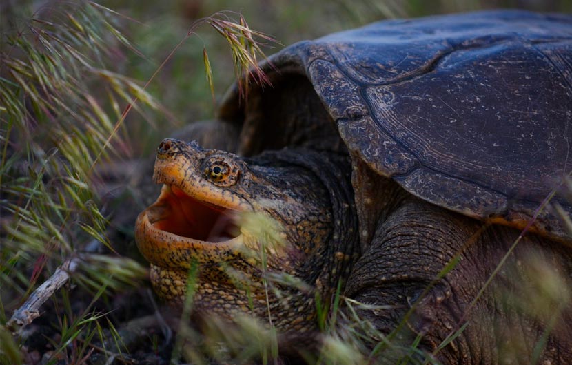A snapping turtle sits in the grass with its mouth open.