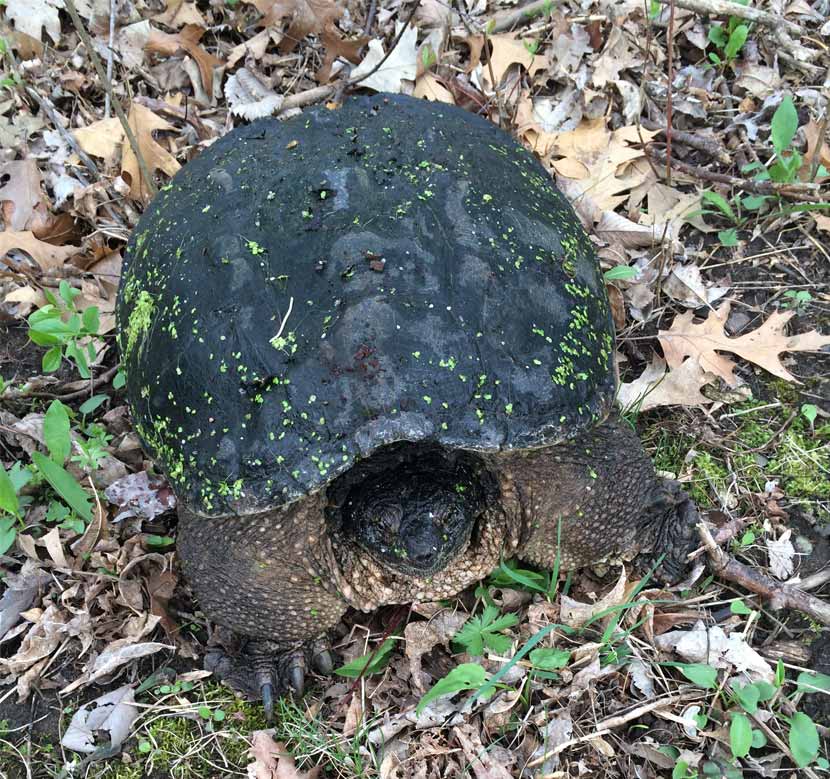 An adult snapping turtle in the grass has bits of algae on it's shell.