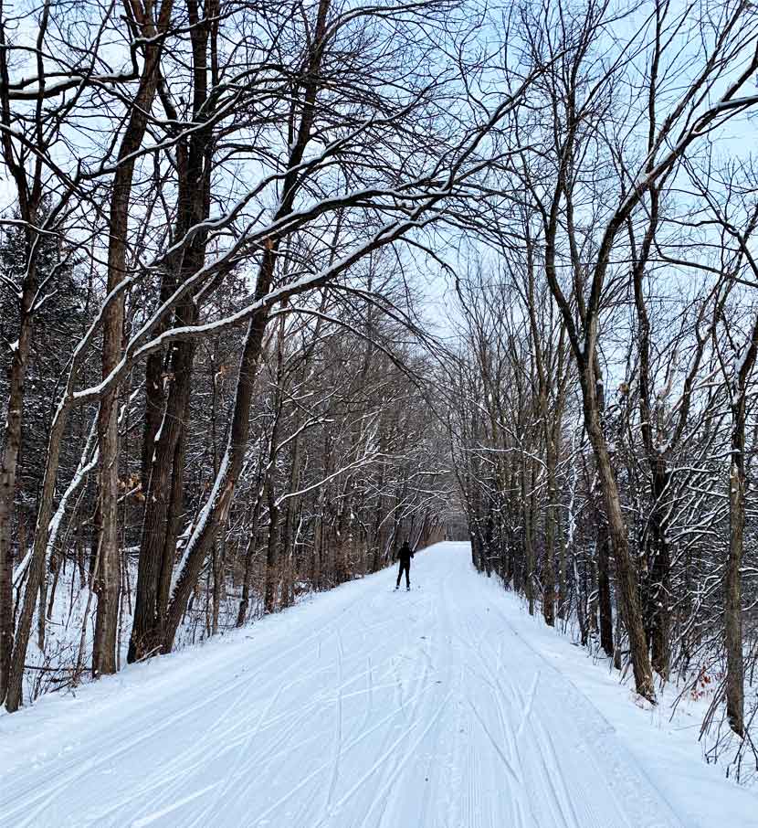 A cross-country ski trail cuts through a dense maple forest.