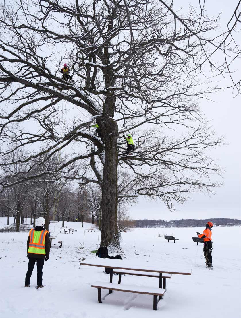 Three tree pruners climb a tree in the winter while others spot them from the ground.