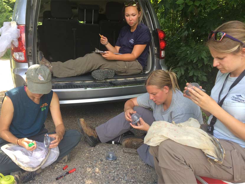 A group of women sit behind a vehicle to record bumble bee survey data.