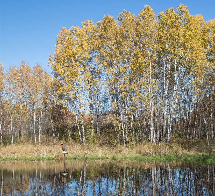 A wooded bird nest box is suspended over a lake with tall aspen trees on the shore.