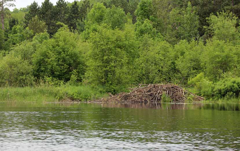 A beaver lodge is nestled on the shore of a lake in the summer.