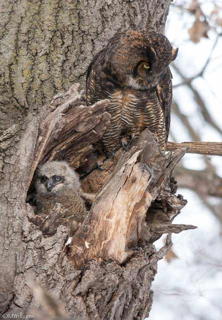 adult and chick great horned owls in a tree trunk