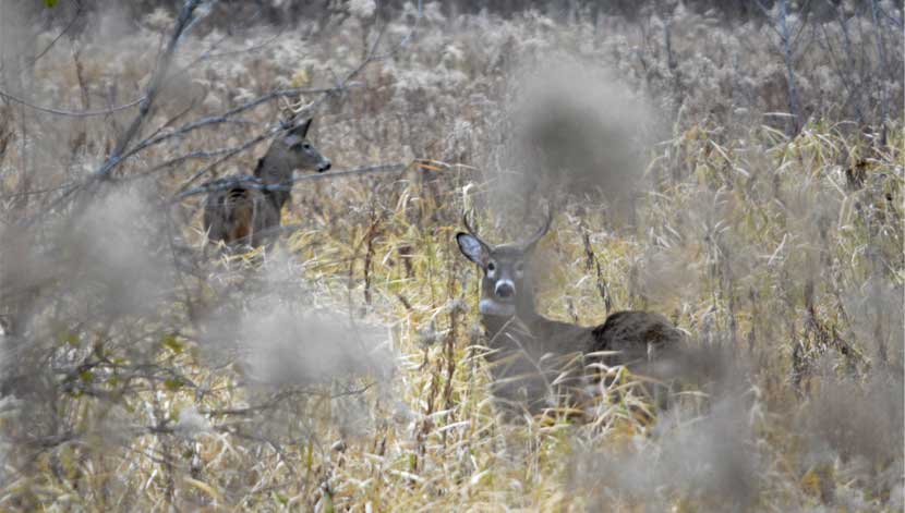 Two deer can be seen through tall grasses. 