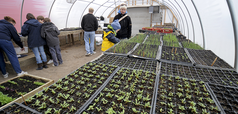 Plant seedlings in a greenhouse