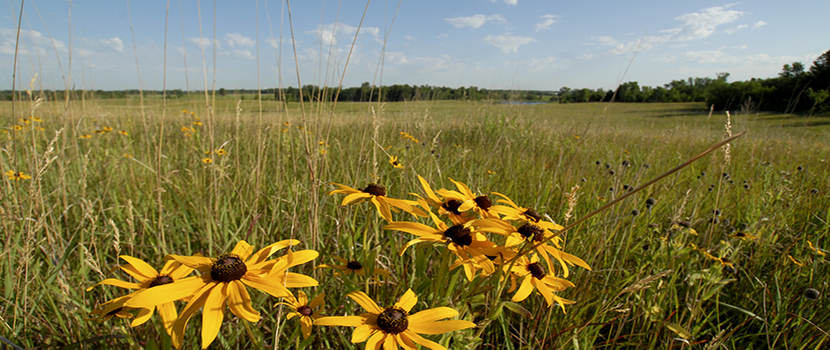 Wildflowers bloom on a wide prairie