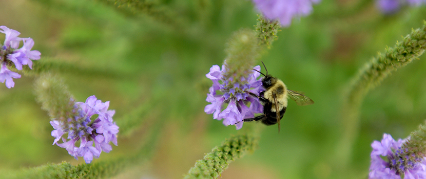 A bee sits on a small flower
