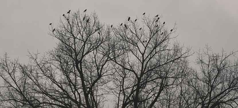 Ravens sit at the top of trees.