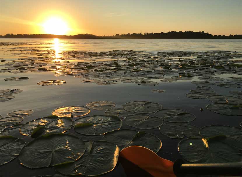 A sunset over a lake. Lily pads and a kayak paddle are in the foreground.
