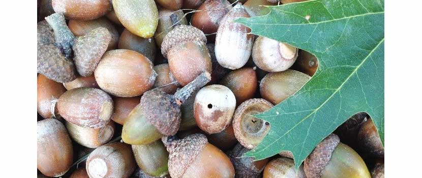 a close-up image of acorns with a green leaf laying on top of the right side of them.