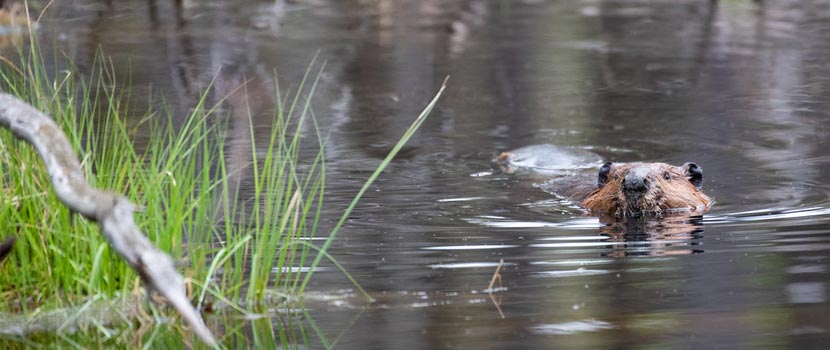 A beaver swims past long grasses with its nose raise above the water.