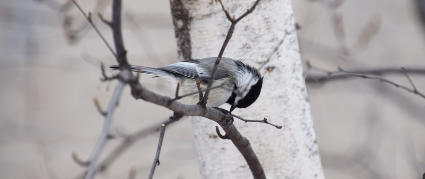 A black-capped chickadee in a birch tree.