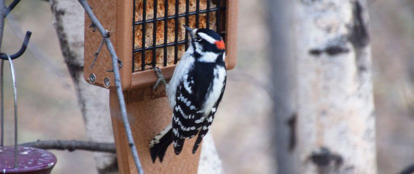 male downy woodpecker eating from a suet block