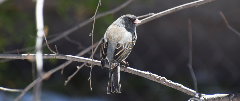 A small dark gray bird with black markings sits on a tree branch.