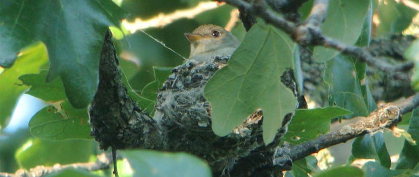 An eastern wood-pewee sits on it's nest in a tree.