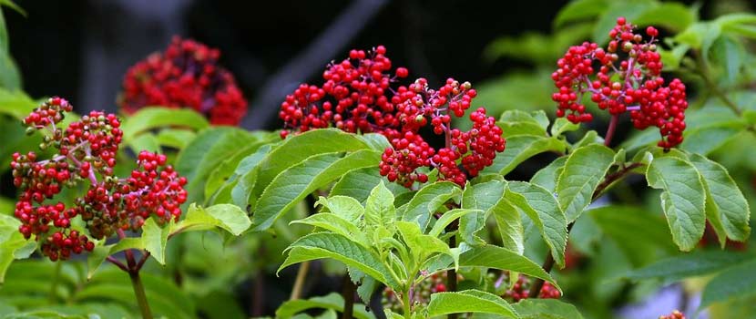 The berries of the red-berried elder stand out against its green foliage.
