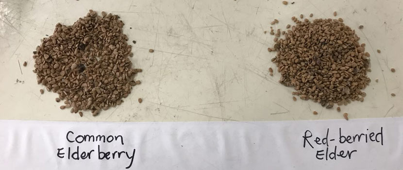 A pile of common elderberry seeds and a pile of red-berried elder seeds are labeled next to each other on a table.