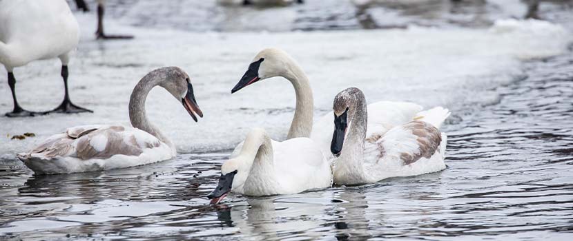 three swans swimming