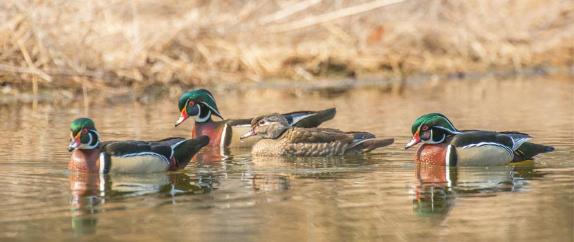 Three male and one female wood duck swim on a lake.