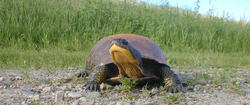 a dark-colored turtle with a yellow underside stands on a dirt trail with tall green grasses behind it.