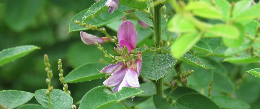 Bush clover flower