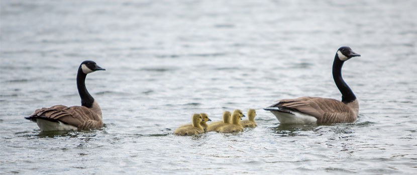 a pair of canada geese swims with their babies.