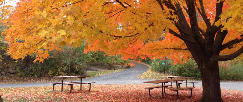 a blazing yellow and orange maple tree with two picnic tables  underneath it