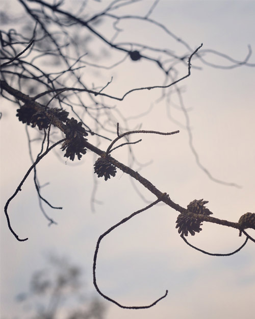 a branch with pine cones on a cloudy day.